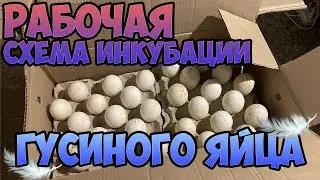 КАК ИНКУБИРОВАТЬ ГУСИНОЕ ЯЙЦО
