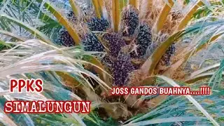 SUPER...!!!  SAWIT SIMALUNGUN BUAH  KELILING MASIH POKOK RENDAH JOSS TENAN  (PUASA RAMADHAN 2023)