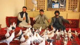 ریکاردشوق|یک لگ و هشتاد هزار دالر کفتر سودا کردیم|تداوی سرطان با نگهداری کفتر|رازهای نگفته عزیز پرکن