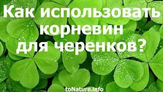 Как использовать корневин для черенков?