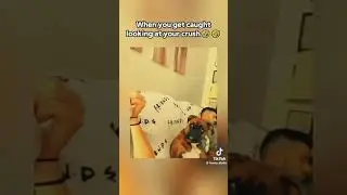Забавные собаки