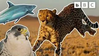 TOP 7 FASTEST Animals! | Deadly 60 | CBBC