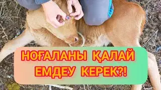 НОҒАЛА АЛУ, ЕМДЕУ ЖОЛДАРЫ! Лечение бельма у крс!
Ноғала емі
