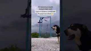 Бессовестная собака однажды в Абхазии