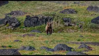 Медведь гуляет, и мы гуляем! Камчатка.