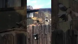 Cat Ignores Being Attacked By Bird