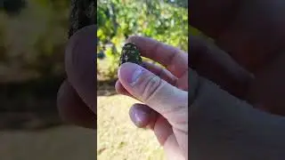 Дятловы страсти )))