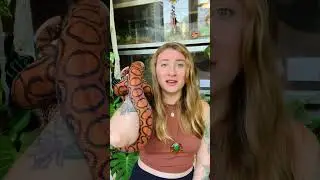Trying to condense some longer videos and create shorts. What do you prefer? #brazilianrainbowboa