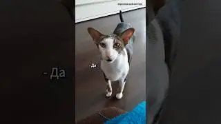 Cat conducts a DIALOGUE with his human😲 Incredible! 