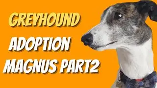 Greyhound adoption - Magnus part two