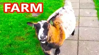 The Goat wants to be Petted. Cute Animals, Dutch Farm.