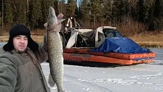 первый лёд. снимаем сливки. ловля на жерлицы