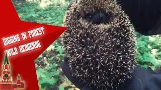 Digging in forest  wild Digging