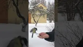 Синички и семечки.
