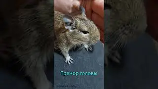 Судороги у дегу часть 2