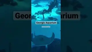 Explore & Connect with real amazing creatures at Georgia Aquarium 