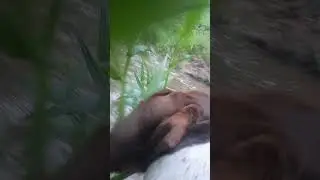 Amazing Footage Captured As Hunting Dog With Mounted Camera Locate Deer 
