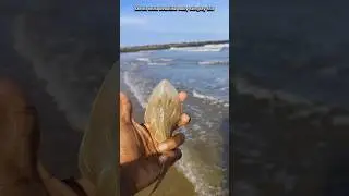 Small act big impact: beautiful baby stingray fish returned to their sea|| #shorts #sea #stingray