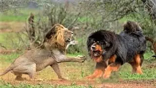 Tibetan Mastiff Dog with 'Lion's Blood'