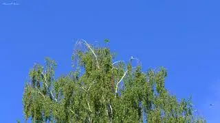 Flight and singing of swifts. Sounds of summer for relaxation