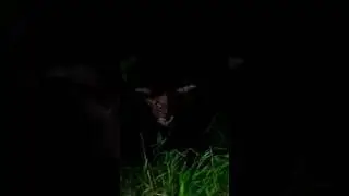 MISTERI PANCA BIRU JANGAN MENATAP MATANYA