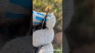 осень золотая..#поиск склада# монет и старины#хобби#увлечение#природа#👍