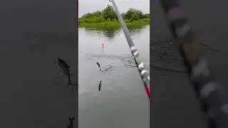 Когда рыба ,испытывает твои нервы . 