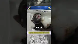 Спасла котёнка ягуара и оставил его у себя дома на всю жизнь 😮🔥🐈