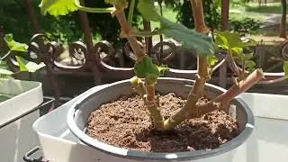 Не могу на это смотреть/ решила резать #герань #эллапанкратова