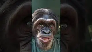 STRESS #raiseyourhand #stress #stressed #funny #laughing #chimpanzee