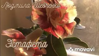 Эстафета цветовода🌺🌺🌺