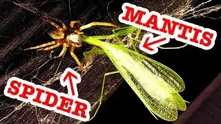 Praying Mantis Spider Attack Grey House Spiders & Bindi Redback Educational Video