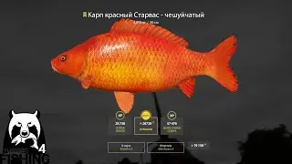 Русская Рыбалка 4 | РР4 | Янтарка Где клюет?