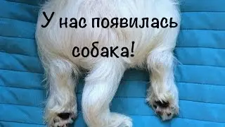 У нас появилась собака! // Вест хайленд уайт терьер