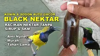 Racikan Nektar Tanpa SIRUP dan SKM Bikin Konin dan Sogon Gacor Dor | Murah Praktis Tahan Lama