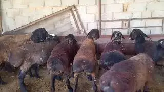 Абдібек бауырымыздың бордақы қошқарлары
