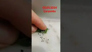 kahverengi kokarca nimfler çıkmaya başladı. #samsun #çarşamba