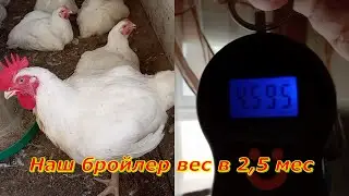 НАШ БРОЙЛЕР ЛЕТО 2022. Выращиваем себе. #бройлер #птица на мясо