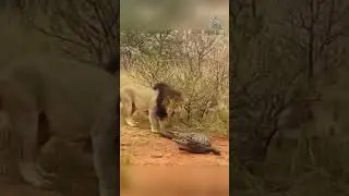 Lion versus crocodile. Strength versus fortitude.