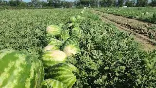 Water Дарбыз 🍉