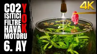 I gave the shrimps entrecote - 6 Month - Planted Fish Bowl - NO filter, NO CO2, NO Ferts