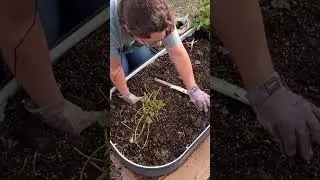 GROWING FOOD ALL YEAR ROUND #gardening #hydroponics #strawberries