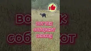 Сбор клюквы 2023