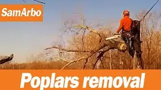 Спилить дерево по частям №7 #Арборист "SamArbo"