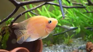 Feeding Tamago