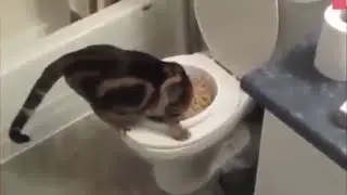 ПРИКОЛЬНЫЕ КОШКИ И ДРУГИЕ - Приколы видео бесплатно