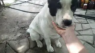 Утро Алабая немного лакомства!!!