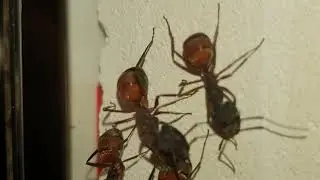 Camponotus Cruentatus Big Majors #Ant Life 60fps
