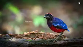 Garnet pitta (4K)