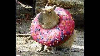 top funny capybara :D 100subs,thanks)